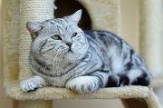 BRITISH SHORTHAIR 032